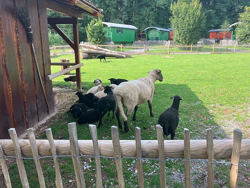 Morgendliche Ruhe im Wildparadies Tripsdrill – ein Erlebnis nur für Übernachtungsgäste.