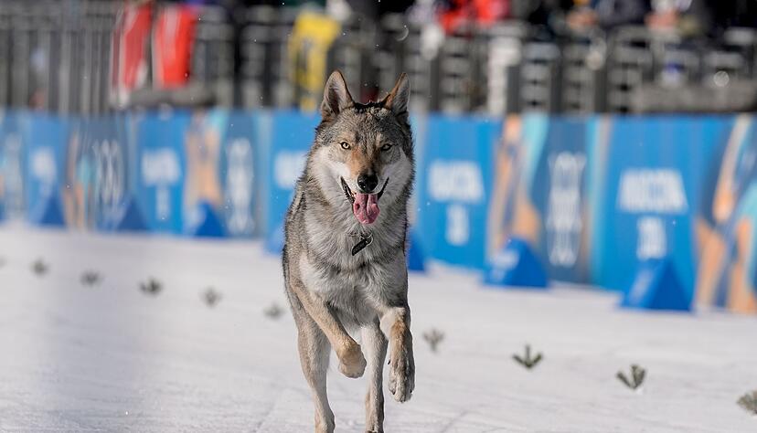 Der Hund war zuvor ausgeb&uuml;xt, wie die Schwester des Besitzers berichtete.