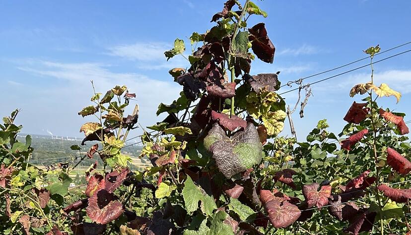 Ein Anzeichen für befallene Reben können unter anderem rötliche, eingerollte Blätter sein.