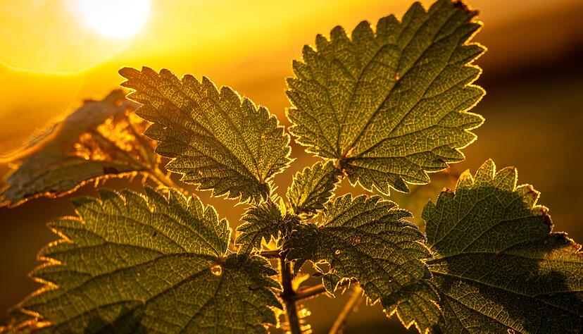 Wildpflanzen wie Brennnesseln oder Klee werden in vielen Gärten an jeder Stelle ausgerissen. (Archivbild) Wildpflanzen wie Brennnesseln oder Klee werden in vielen Gärten an jeder Stelle ausgerissen. (Archivbild)