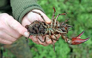 Ein Signalkrebs-Weibchen tr&auml;gt am Unterleib mehrere dutzend Eier. In wenigen Tagen h&auml;tten sie sich abgel&ouml;st. Fotos: Andreas Veigel
