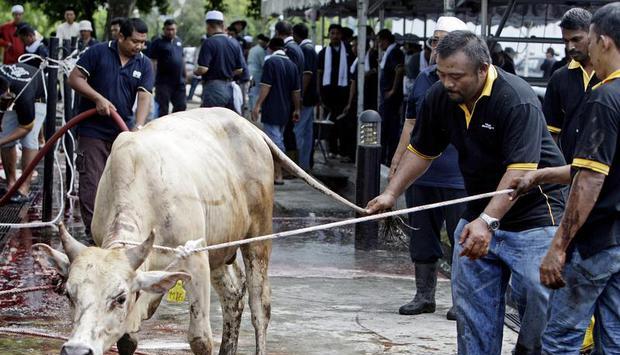 Vorbereitung der rituellen Schlachtung zum Opferfest Eid Al-Adha in Kuala Lumpur. Foto: Shamsharin Shamsudin