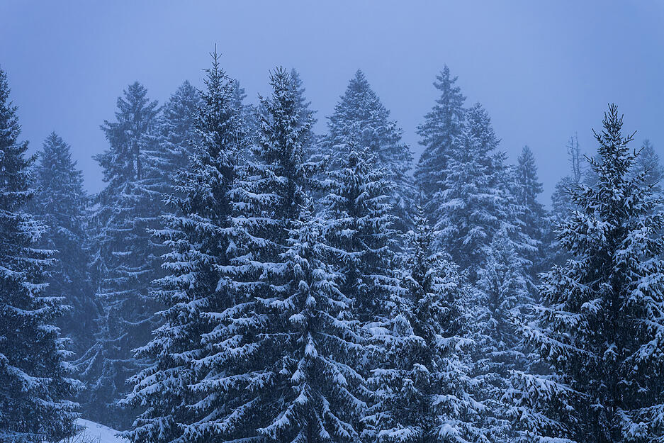 Von Schnee bedeckte Tannen stehen in einem Waldstück bei Vöhrenbach. Von Schnee bedeckte Tannen stehen in einem Waldstück bei Vöhrenbach.