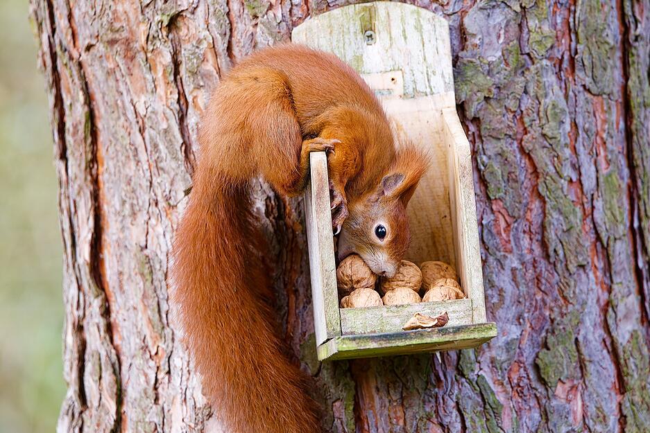 Wolfgang Kynast hat mit seiner Eichh&ouml;rnchen-Begeisterung die ganze Community angesteckt.