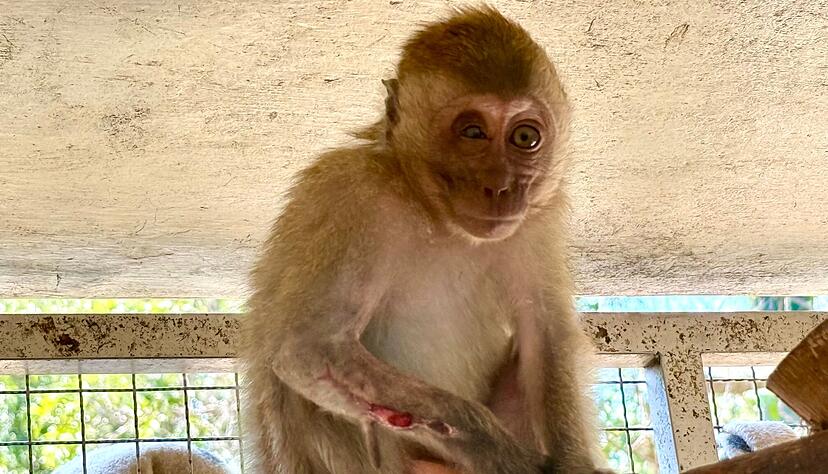 Die kleine Lantao hatte einen offenen Bruch am Arm - aber dank der Tier&auml;rzte bei WFFT ist sie auf dem Weg der Besserung.
