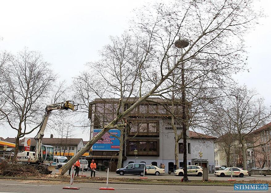 Die Allee-Mittelstreifen zwischen Stadttheater und Kaiserstraße werden im Januar 2011 für die neue Stadtbahntrasse geräumt. Nur im nördlichen Bereich der Allee sollen einige Platanen stehen bleiben. Zumindest bis Herbst.