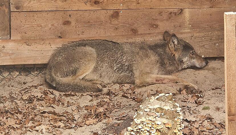 Der vor einer Woche mitten in Hamburg eingefangene Wolf ist wieder frei. Er sei am Ostersonntag ausgewildert worden, teilte die Umweltbeh&ouml;rde mit. (Foto Handout)