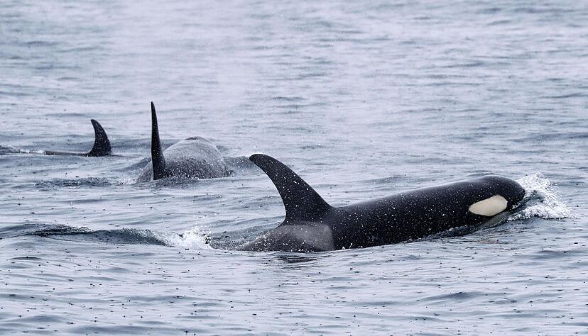 Orcas leben weltweit - wie hier bei Japan. Aber nur Tiere in der iberischen Region zeigen das mysteriöse Verhalten. (Archivbild) Orcas leben weltweit - wie hier bei Japan. Aber nur Tiere in der iberischen Region zeigen das mysteriöse Verhalten. (Archivbild)
