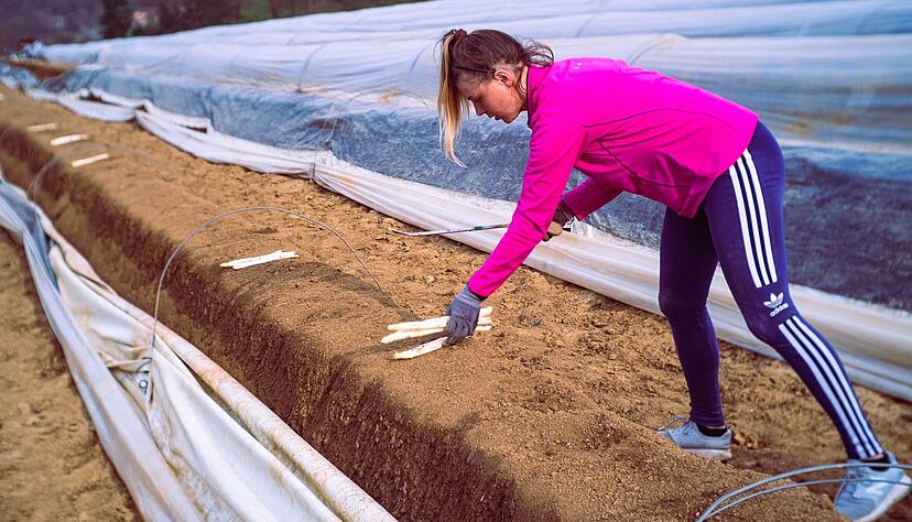 Einsatz mit dem Spargelmesser: Erntehelferin Katarzyna Kusyk holt bei Kraichgau-Spargel in Ittlingen die Stangen aus dem Damm.