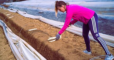 Einsatz mit dem Spargelmesser: Erntehelferin Katarzyna Kusyk holt bei Kraichgau-Spargel in Ittlingen die Stangen aus dem Damm.
Foto: Anna Przytocka Einsatz mit dem Spargelmesser: Erntehelferin Katarzyna Kusyk holt bei Kraichgau-Spargel in Ittlingen die Stangen aus dem Damm.
Foto: Anna Przytocka