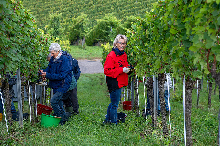 Zur Traubenernte sind viele Helfer in den Weinberg von Weingut Berthold gekommen.