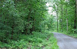 Im Distrikt Grafenhau wurde diese Waldweg grundlegend instand gesetzt. &Uuml;ber den T&uuml;mpel, der das Wasser auff&auml;ngt, freuen sich Amphibien.