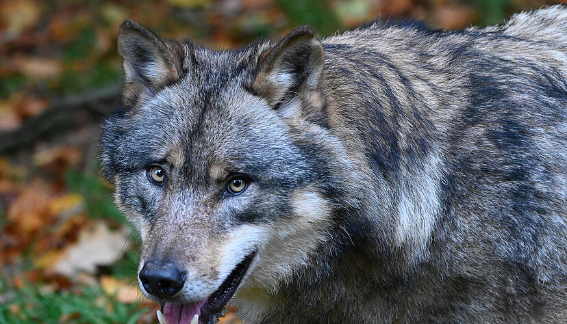 Wolfssichtungen sind in der Region Einzelfälle. Foto: dpa Wolfssichtungen sind in der Region Einzelfälle. Foto: dpa