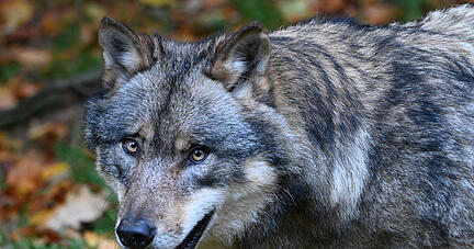Wolfssichtungen sind in der Region Einzelfälle. Foto: dpa