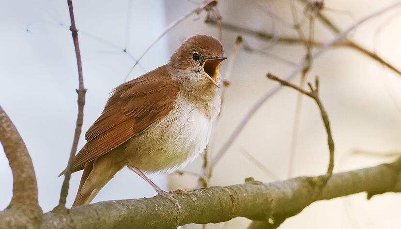Eine Nachtigall (Luscinia megarhynchos) sitzt auf einem Zweig und singt aus voller Kehle.