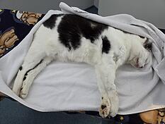 Ricky wurde vor rund einem Jahr in Offenau offenbar erschossen. Zwei Projektile steckten im K&ouml;rper des Katers.