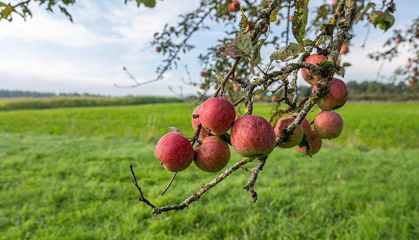 Der Wetterdienst DWD erwartet trockenes Herbstwetter. (Archivbild) Der Wetterdienst DWD erwartet trockenes Herbstwetter. (Archivbild)