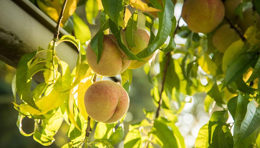 Lieben es warm: Für Arten wie Pfirsich, Aprikose oder Nektarine ist April ein guter Pflanzzeitpunkt. Lieben es warm: Für Arten wie Pfirsich, Aprikose oder Nektarine ist April ein guter Pflanzzeitpunkt.