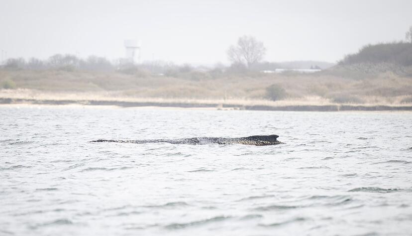 Der Buckelwal liegt noch immer in der Wismarer Bucht.