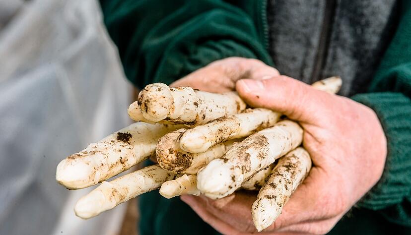 Wenn der Spargel frisch gestochen wurde, ist er am leckersten. Und mit dem Knack-Test l&auml;sst sich testen, ob er gesch&auml;lt werden muss.
