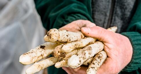 Wenn der Spargel frisch gestochen wurde, ist er am leckersten. Und mit dem Knack-Test l&auml;sst sich testen, ob er gesch&auml;lt werden muss.