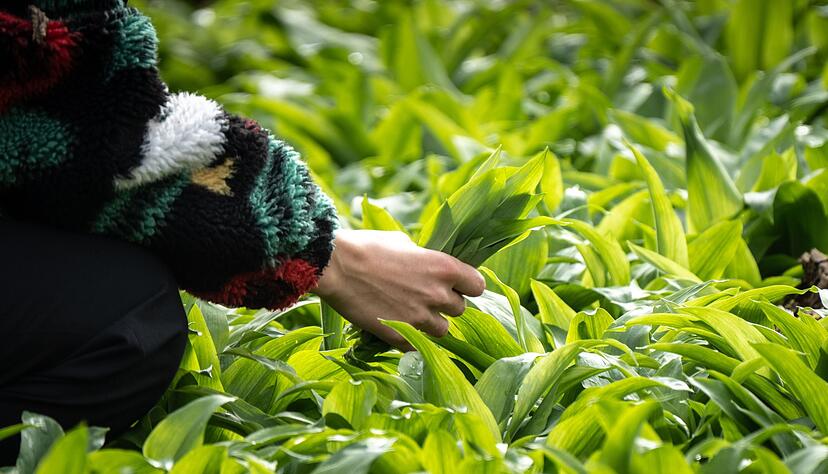 Die B&auml;rlauch-Bl&auml;tter k&ouml;nnen leicht mit giftigen Doppelg&auml;ngern verwechselt werden. (Archivbild)