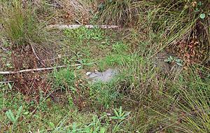 Kleine Wasserstellen sind lebenswichtig f&uuml;r die Gelbbauchunke.