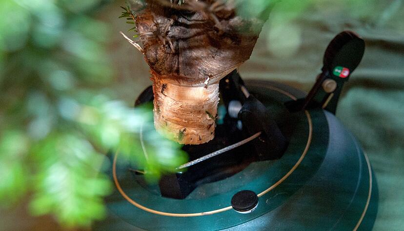 Baumständer mit Seilzugtechnik erleichtern das Aufstellen des Weihnachtsbaumes. Baumständer mit Seilzugtechnik erleichtern das Aufstellen des Weihnachtsbaumes.