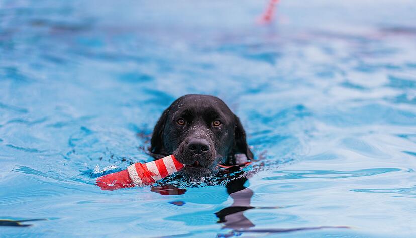 Ohne Impfpass und Hundemarke ging es für die Vierbeiner nicht in Wasser. Ohne Impfpass und Hundemarke ging es für die Vierbeiner nicht in Wasser.