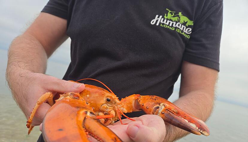 Das Tier wurde in einem Supermarkt im US-Bundesstaat New York gefunden und gerettet. Das Tier wurde in einem Supermarkt im US-Bundesstaat New York gefunden und gerettet.