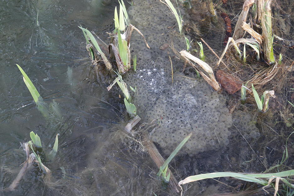 Kr&ouml;ten am Herbert-Bopp-See bei Widdern