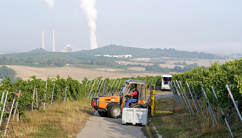 Start der Traubenlese