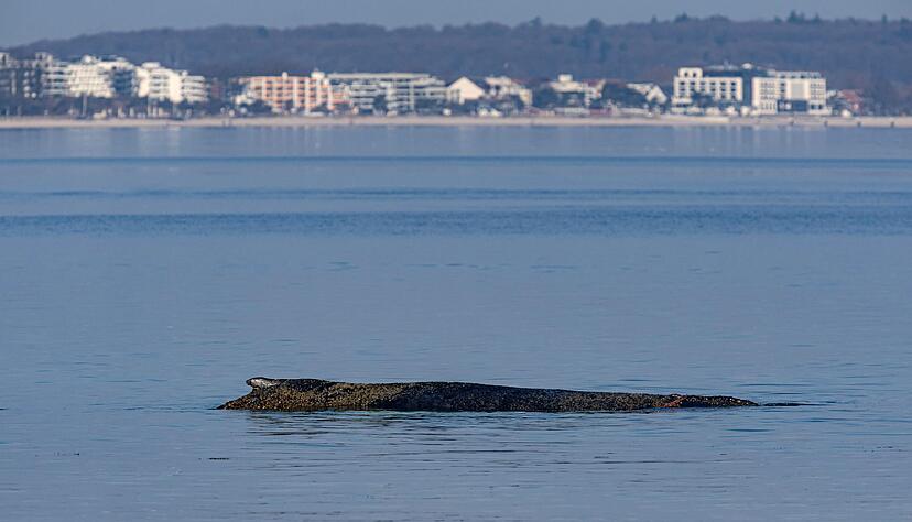 Das Tier ist in der Nacht auf eine Art Sandbank aufgeschwommen.