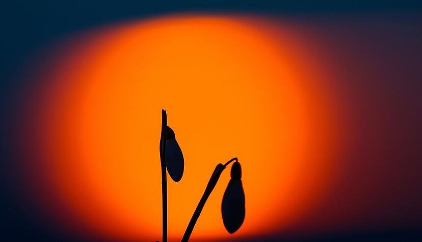 Beim Schneegl&ouml;ckchen sind alle Teile der Pflanze gering giftig und k&ouml;nnen Bauchschmerzen, Erbrechen und Durchfall verursachen.