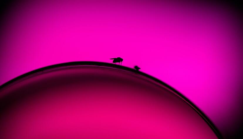 Ein unbeobachteter Moment und die Fruchtfliegen krabbeln vom Rand des Glases in den Wein.