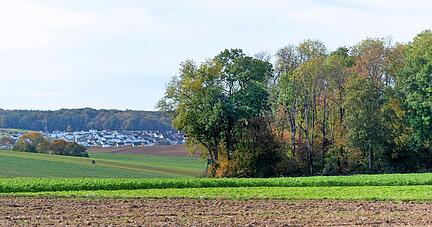 Das Waldst&uuml;ck St&ouml;ckach zwischen Heilbronn-Kirchhausen und Massenbachhausen: In dem Forst k&ouml;nnten Windr&auml;der gebaut werden.