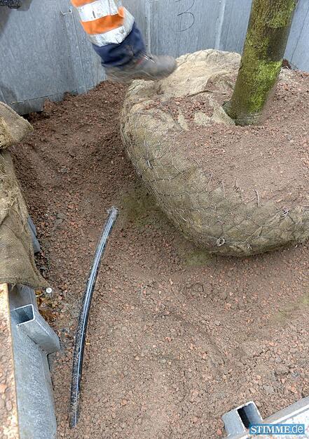 Baumpflanzaktion auf der Allee | 06.11.