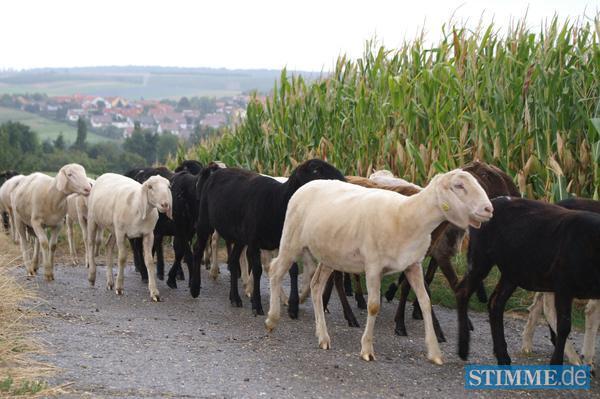 Schaftrieb in Ilsfeld