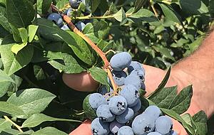 Richtig schön reif: Nur so kommen die Beeren in die Schale. Richtig schön reif: Nur so kommen die Beeren in die Schale.