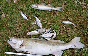 Der Zollstock zeigt es: Der große Zander, der tot aus dem Anglersee gezogen wurde, misst rund 80 Zentimeter.