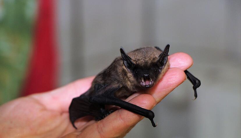 Eine Zwergfledermaus sitzt in einer Auffangstation im&nbsp;Saarland auf einer Hand.