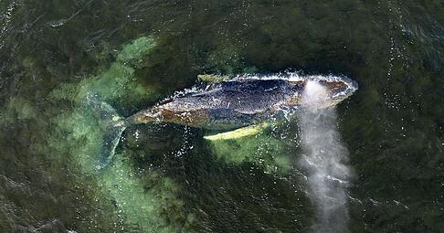 Der Buckelwal vor der Wismarbucht ist untergetaucht.