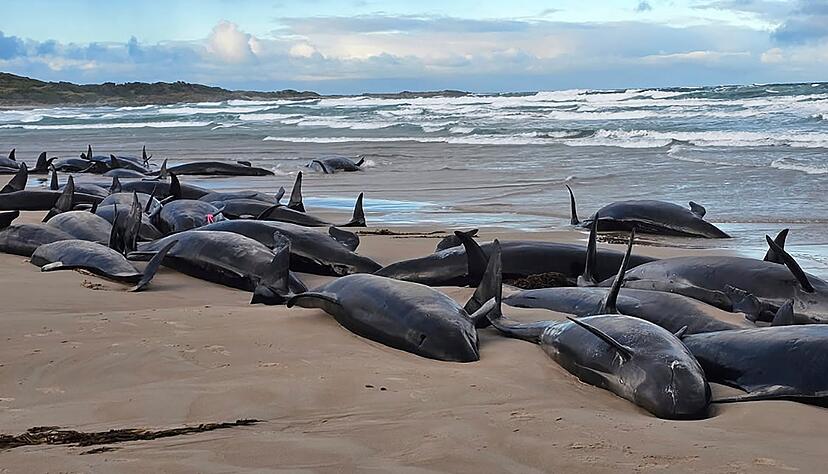 Warum die Kleinen Schwertwale strandeten, ist noch unklar.
