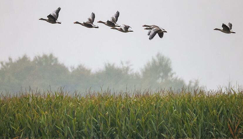 Vor allem Zugvögel wie Graugänse verbreiten derzeit die Vogelgrippe in ganz Deutschland – besonders an Gewässern, wo sie Zwischenstopps einlegen. Vor allem Zugvögel wie Graugänse verbreiten derzeit die Vogelgrippe in ganz Deutschland – besonders an Gewässern, wo sie Zwischenstopps einlegen.