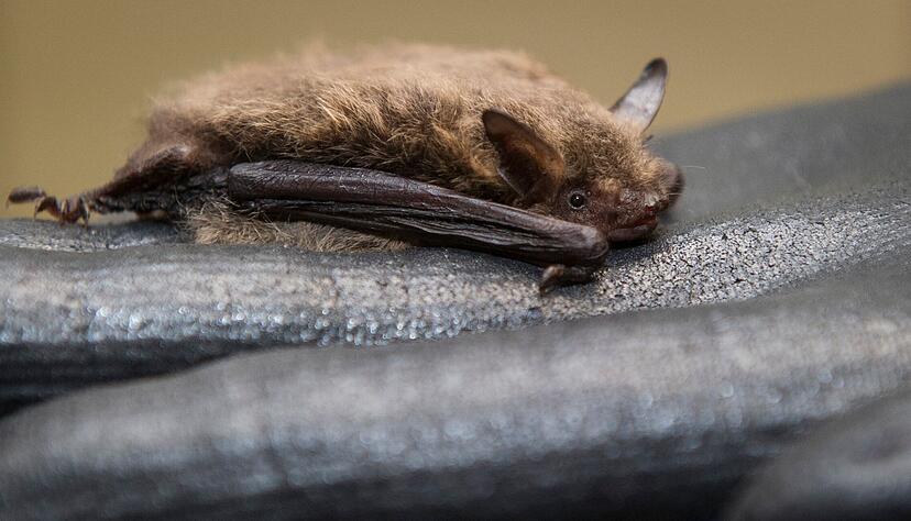 F&uuml;r ihren Winterschlaf ziehen sich manche Flederm&auml;use gerne in Holzstapel zur&uuml;ck.
