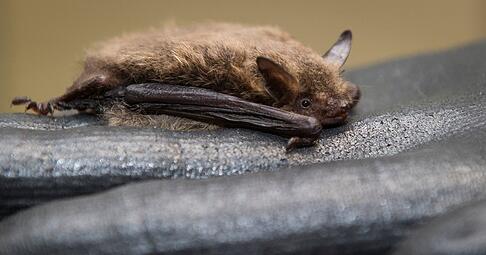 F&uuml;r ihren Winterschlaf ziehen sich manche Flederm&auml;use gerne in Holzstapel zur&uuml;ck.