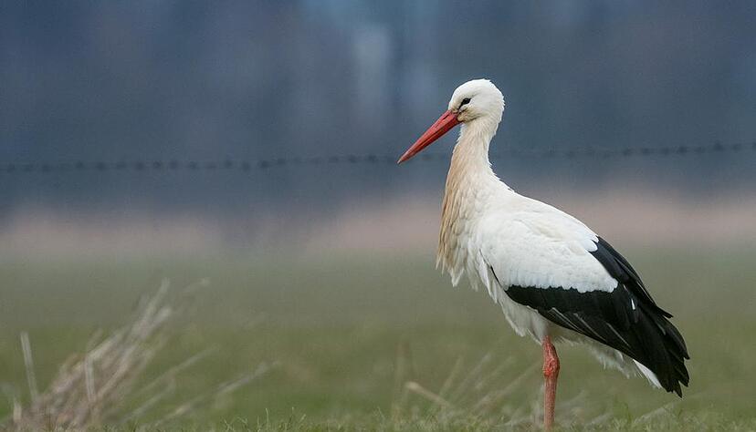 Der Weißstorch «Kurtchen Rotschnabel», wie er liebevoll von den Einwohnern in Bad Freienwalde (Brandenburg) genannt wird, auf einer Wiese. Dieser Storch ist seit vielen Jahren einer der ersten seiner Art, der sehr früh aus den Überwinterungsgebieten zurück kommt. Der Weißstorch «Kurtchen Rotschnabel», wie er liebevoll von den Einwohnern in Bad Freienwalde (Brandenburg) genannt wird, auf einer Wiese. Dieser Storch ist seit vielen Jahren einer der ersten seiner Art, der sehr früh aus den Überwinterungsgebieten zurück kommt.