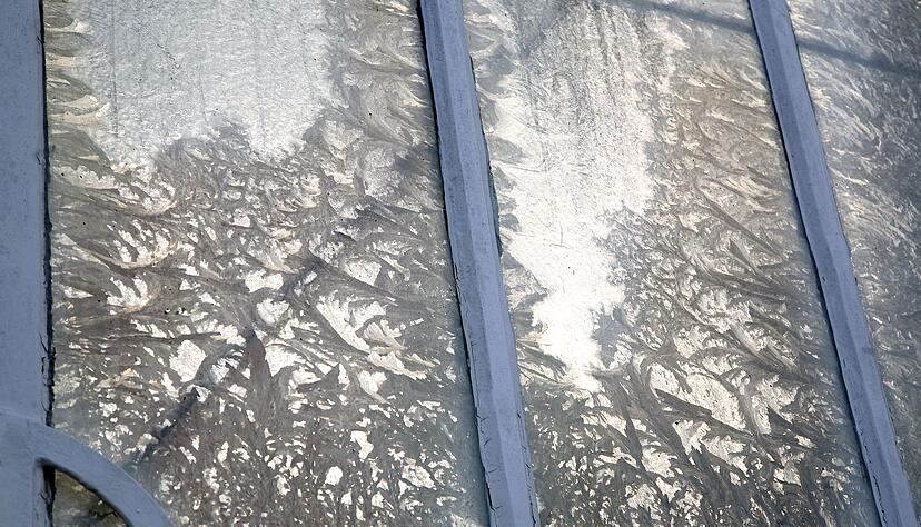 In Gewächshäusern wie diesem im Botanischen Garten Berlin ist es oft besonders feucht - was die Entstehung von Eisblumen begünstigt. (Archivbild) In Gewächshäusern wie diesem im Botanischen Garten Berlin ist es oft besonders feucht - was die Entstehung von Eisblumen begünstigt. (Archivbild)