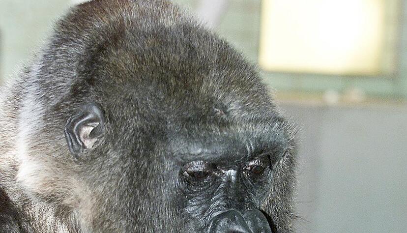F&uuml;rsorglich h&auml;lt das Gorillaweibchen &laquo;Mimi&raquo; ihr Baby in den Armen, das am 4. Februar im Zoologisch-Botanischen Garten der Wilhelma in Stuttgart zur Welt kam. Der kleine S&auml;ugling ist das 28. Gorillababy, das in der Wilhelma geboren wurde. Foto: Wilhelma/dpa