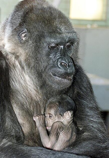 F&uuml;rsorglich h&auml;lt das Gorillaweibchen &laquo;Mimi&raquo; ihr Baby in den Armen, das am 4. Februar im Zoologisch-Botanischen Garten der Wilhelma in Stuttgart zur Welt kam. Der kleine S&auml;ugling ist das 28. Gorillababy, das in der Wilhelma geboren wurde. Foto: Wilhelma/dpa